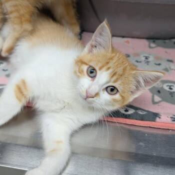 Platy -  Domestic Short Hair Cat for Adoption in Detroit Lakes, Minnesota - Platy | PetCurious
