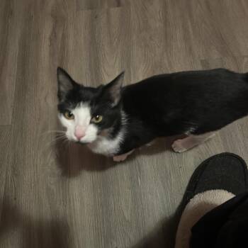 Domestic Short Hair Cats Available for Adoption - Jamie | PetCurious