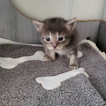Gandalf -  Domestic Medium Hair Cat for Adoption in Kanab, Utah - Gandalf | PetCurious