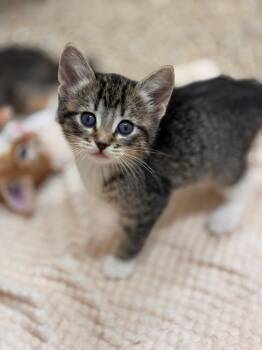 Domestic Short Hair Cats Available for Adoption in Hackensack, Minnesota - Natori | PetCurious