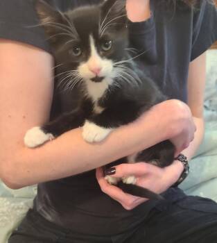 Domestic Short Hair Cats Available for Adoption in Oceanside, California - Henry | PetCurious
