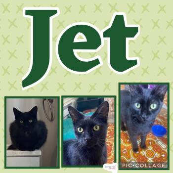 Rescue Domestic Short Hair Cats for Adoption in Spencerville, Ontario - Jet | PetCurious