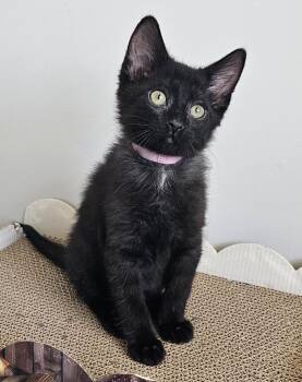 Artemis Kitten -  Domestic Medium Hair Cat for Adoption in Ogden, Utah - Artemis Kitten | PetCurious