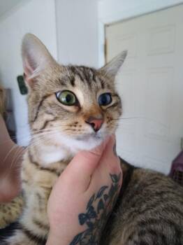 LeeLoo -  Domestic Short Hair Cat for Adoption in Brownwood, Texas - LeeLoo | PetCurious