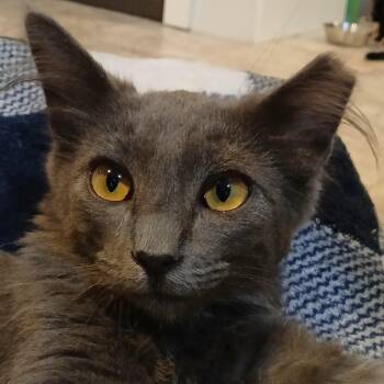 Lala -  Domestic Medium Hair Cat for Adoption in Cullowhee, North Carolina - Lala | PetCurious