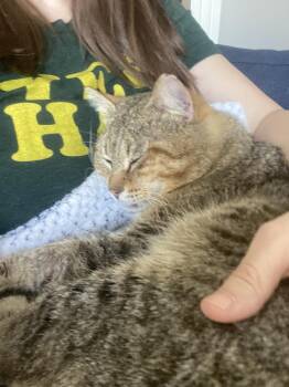 Tabby Cats Available for Adoption - Kitty Cent | PetCurious