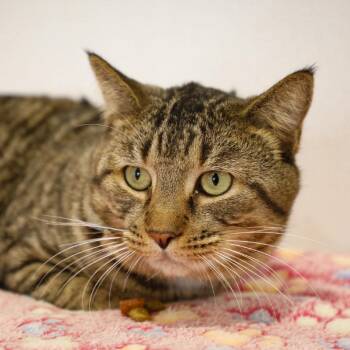 Benny -  Domestic Short Hair Cat for Adoption in Tampa, Florida - Benny | PetCurious