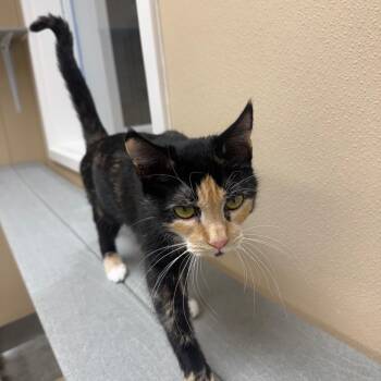 Autumn -  Domestic Short Hair Cat for Adoption in Mebane, North Carolina - Autumn | PetCurious
