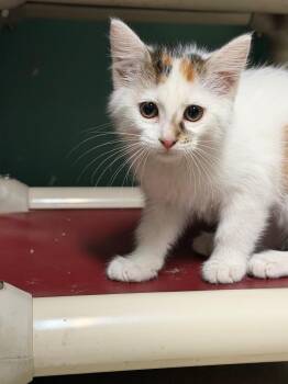 Tina -  Domestic Short Hair Cat for Adoption in Amery, Wisconsin - Tina | PetCurious