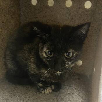 Rainbow -  Domestic Short Hair Cat for Adoption in Cheyenne, Wyoming - Rainbow | PetCurious