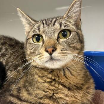 Cinnamon -  Domestic Short Hair Cat for Adoption in East Hanover, New Jersey - Cinnamon | PetCurious