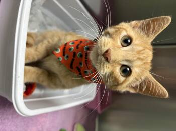 Bit O Honey -  Domestic Short Hair and Tabby Cat for Adoption in Greensboro, North Carolina - Bit O Honey | PetCurious