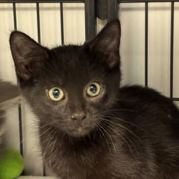 Thorin -  Domestic Short Hair Cat for Adoption in Davenport, Iowa - Thorin | PetCurious