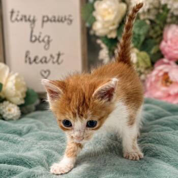 Domestic Short Hair Cats Available for Adoption in Charles City, Iowa - Gooseberry | PetCurious