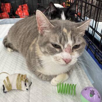 Isabella -  Domestic Short Hair Cat for Adoption in Powdersville, South Carolina - Isabella | PetCurious