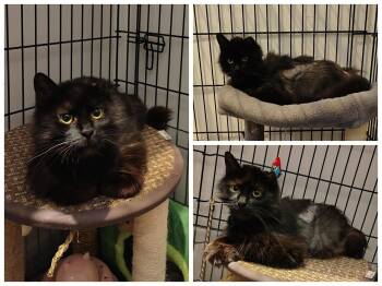 Mymy -  Domestic Medium Hair Cat for Adoption in Delson, Quebec - Mymy | PetCurious