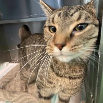 Domestic Short Hair Cats Available for Adoption in Dayton, Ohio - Papas Fritas | PetCurious