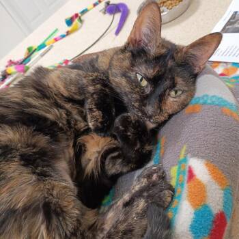 Hopper -  Domestic Short Hair Cat for Adoption in Las Vegas, Nevada - Hopper | PetCurious