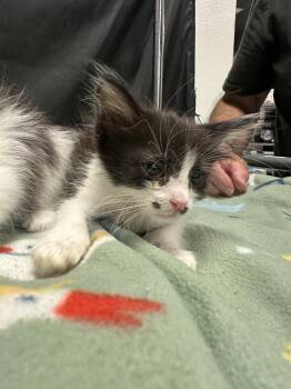 Screech -  Domestic Long Hair and Maine Coon Cat for Adoption in Pacifica, California - Screech | PetCurious