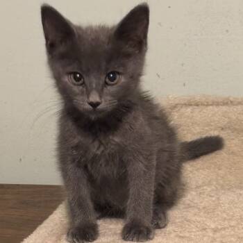 Rescue Domestic Short Hair Cats for Adoption in Union, Missouri - Indaco FC Nancy P | PetCurious