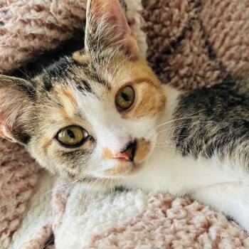 Sea Star -  Domestic Short Hair Cat for Adoption in Huntsville, Alabama - Sea Star | PetCurious