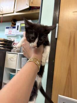 Gummy Bear -  Domestic Short Hair Cat for Adoption in Mobile, Alabama - Gummy Bear | PetCurious