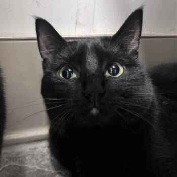 Fiona -  Domestic Short Hair Cat for Adoption in Bentonville, Arkansas - Fiona | PetCurious