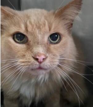 Edgar -  Domestic Short Hair Cat Available for Adoption in Marshall, North Carolina - Edgar | PetCurious
