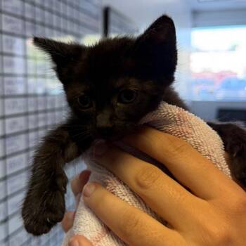 Henderson 26 -  Domestic Short Hair Cat for Adoption in Austin, Texas - Henderson 26 | PetCurious