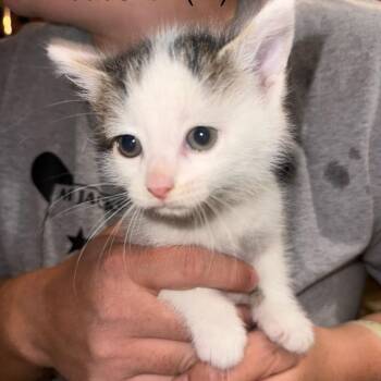 Breadstick Gleske -  Domestic Short Hair Cat for Adoption in Woodstock, Virginia - Breadstick Gleske | PetCurious