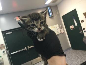 Domestic Short Hair Cats Available for Adoption in Thousand Palms, California - ORION | PetCurious