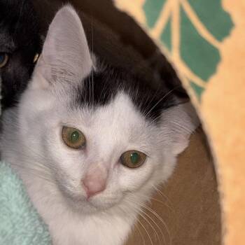 Nicole -  Domestic Short Hair Cat for Adoption in Bristol, Indiana - Nicole | PetCurious