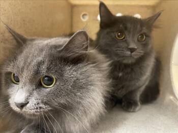 Rescue Domestic Long Hair Cats for Adoption in Derwood, Maryland - Rattle | PetCurious