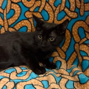 Eduardo -  Domestic Short Hair Cat for Adoption in Newberg, Oregon - Eduardo | PetCurious