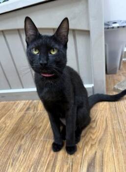 Joanne -  Domestic Short Hair Cat for Adoption in Medina, Ohio - Joanne | PetCurious