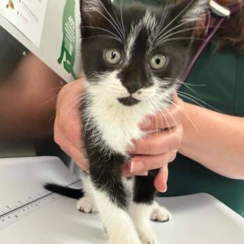 Enoki -  Domestic Short Hair Cat for Adoption in Wakefield, Quebec - Enoki | PetCurious