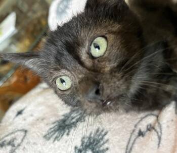Werewolf -  Domestic Short Hair Cat for Adoption in Ventura, California - Werewolf | PetCurious