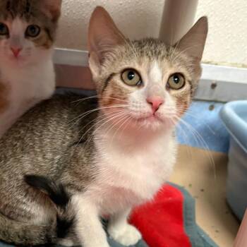 Sky -  Domestic Short Hair Cat for Adoption in New York, New York - Sky | PetCurious
