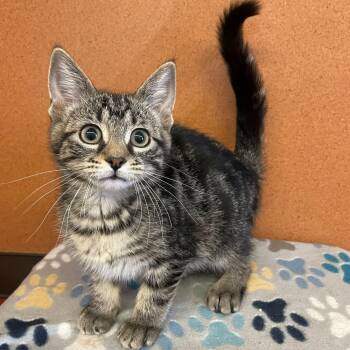 Petunia -  Domestic Short Hair Cat for Adoption in Rochester, Minnesota - Petunia | PetCurious