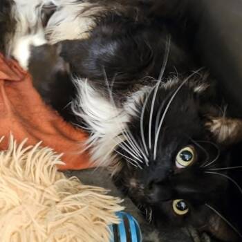 Cloe -  Domestic Long Hair Cat for Adoption in Kennebunk, Maine - Cloe | PetCurious