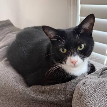 Domestic Short Hair Cats Available for Adoption in Vineland, New Jersey - Shadow | PetCurious
