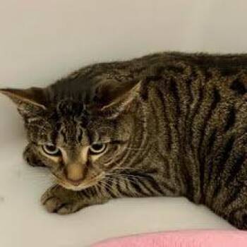 Roscoe -  Tabby Cat for Adoption in Green Valley, Arizona - Roscoe | PetCurious