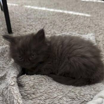 Domestic Short Hair Cats Available for Adoption - Ghoulie 32 | PetCurious