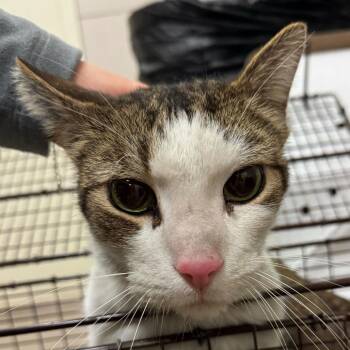 Jr -  Domestic Short Hair Cat for Adoption in Chicago, Illinois - Jr | PetCurious