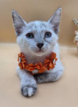 Rumi -  Siamese and Domestic Short Hair Cat for Adoption in Magnolia Springs, Alabama - Rumi | PetCurious