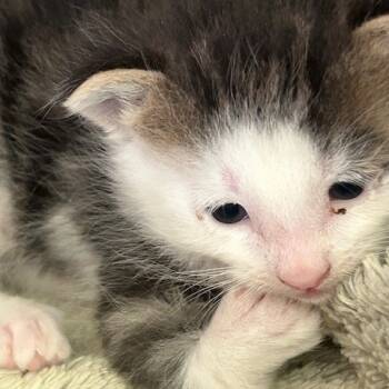 Rescue Domestic Medium Hair Cats for Adoption in Poplar Bluff, Missouri - Mokey | PetCurious