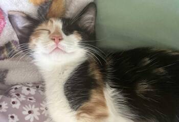 Kitten Vivi -  Domestic Short Hair and Calico Cat for Adoption in Seal Beach, California - Kitten Vivi | PetCurious