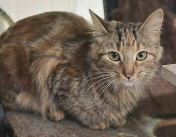 Domestic Medium Hair Cats Available for Adoption - Lana | PetCurious