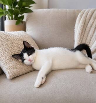 Cody -  Tuxedo Cat for Adoption in Brantford, Ontario - Cody | PetCurious