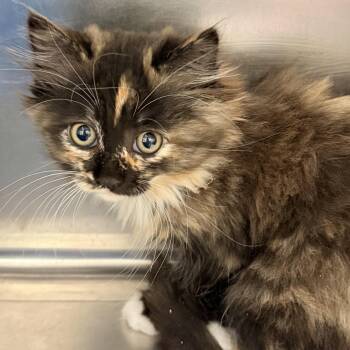 Clemente -  Domestic Medium Hair Cat Available for Adoption in Oakland, California - Clemente | PetCurious